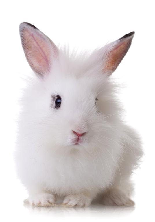 Продуктивная характеристика породы кроликов Серый Великан